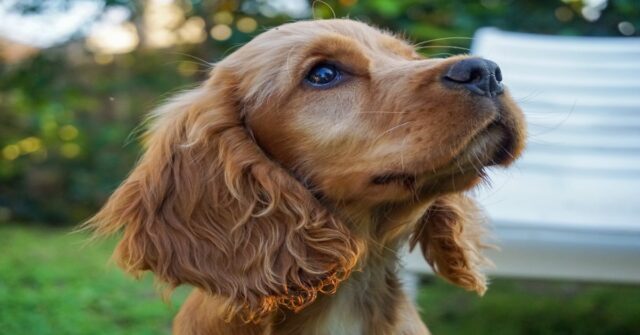 Una donna rivede il suo cane dopo dopo due anni e lui impazzisce di felicità (VIDEO)