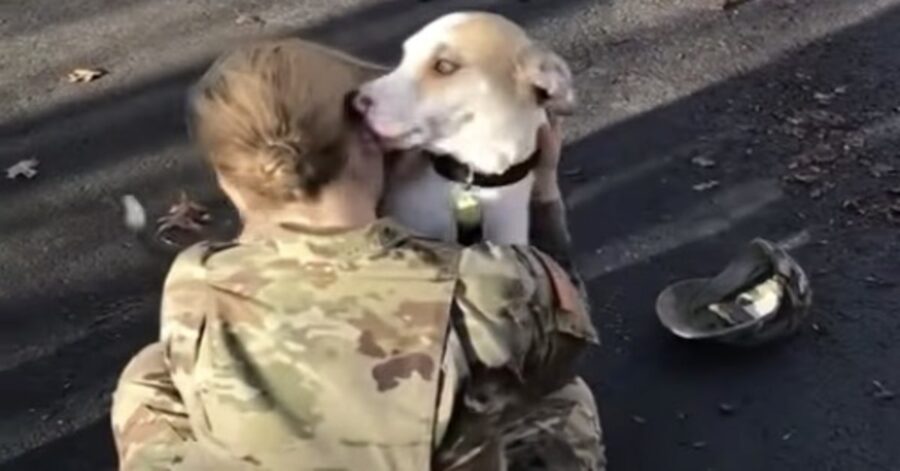 cane abbraccia  soldatessa tornata
