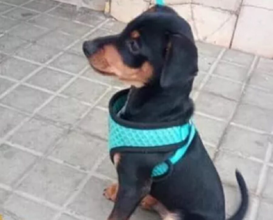 spagna cagnolino ricercato perché sparito