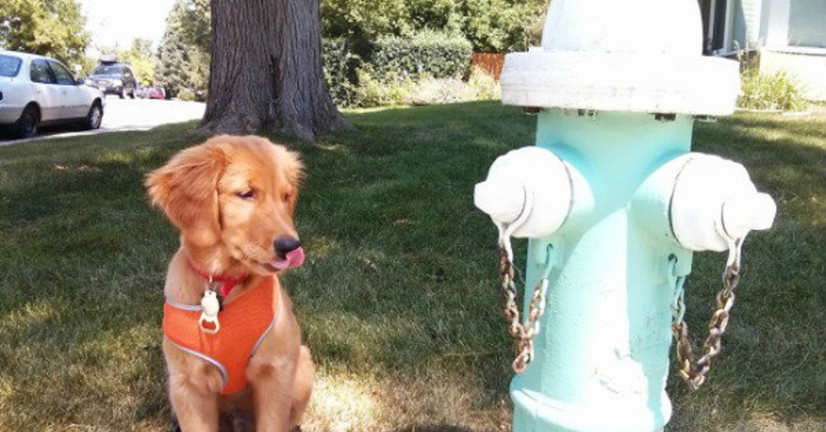 cane e idrante