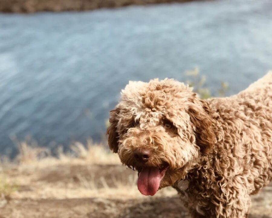 lagotto romagnolo cane proprietario ricerca