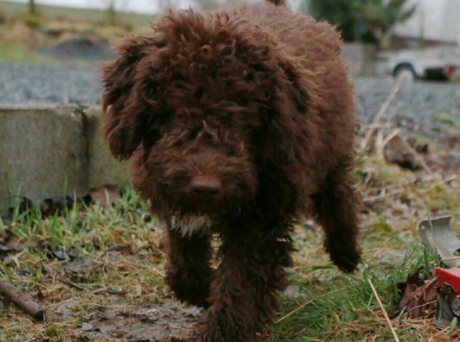 cane lagotto romagnolo si perde