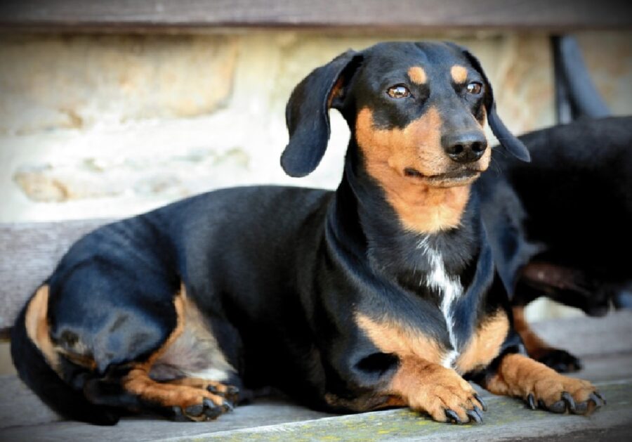 pepita bassotto cagnolina seduta