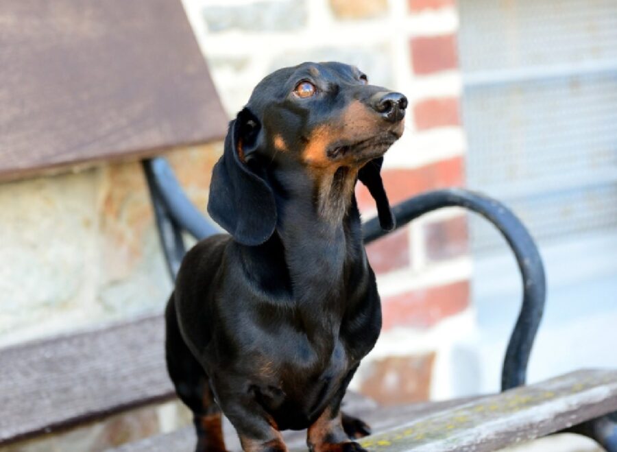 pepita bassotto su panchina