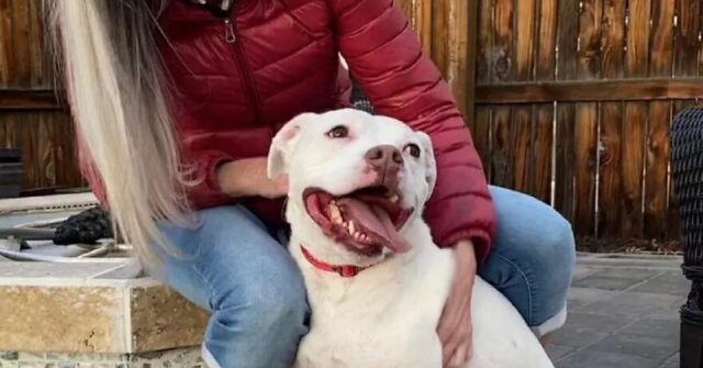 Trovato in condizioni allarmanti, oggi questo cane Pitbull può sorridere di nuovo