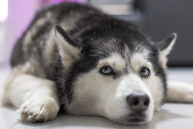 cane husky grigio e bianco