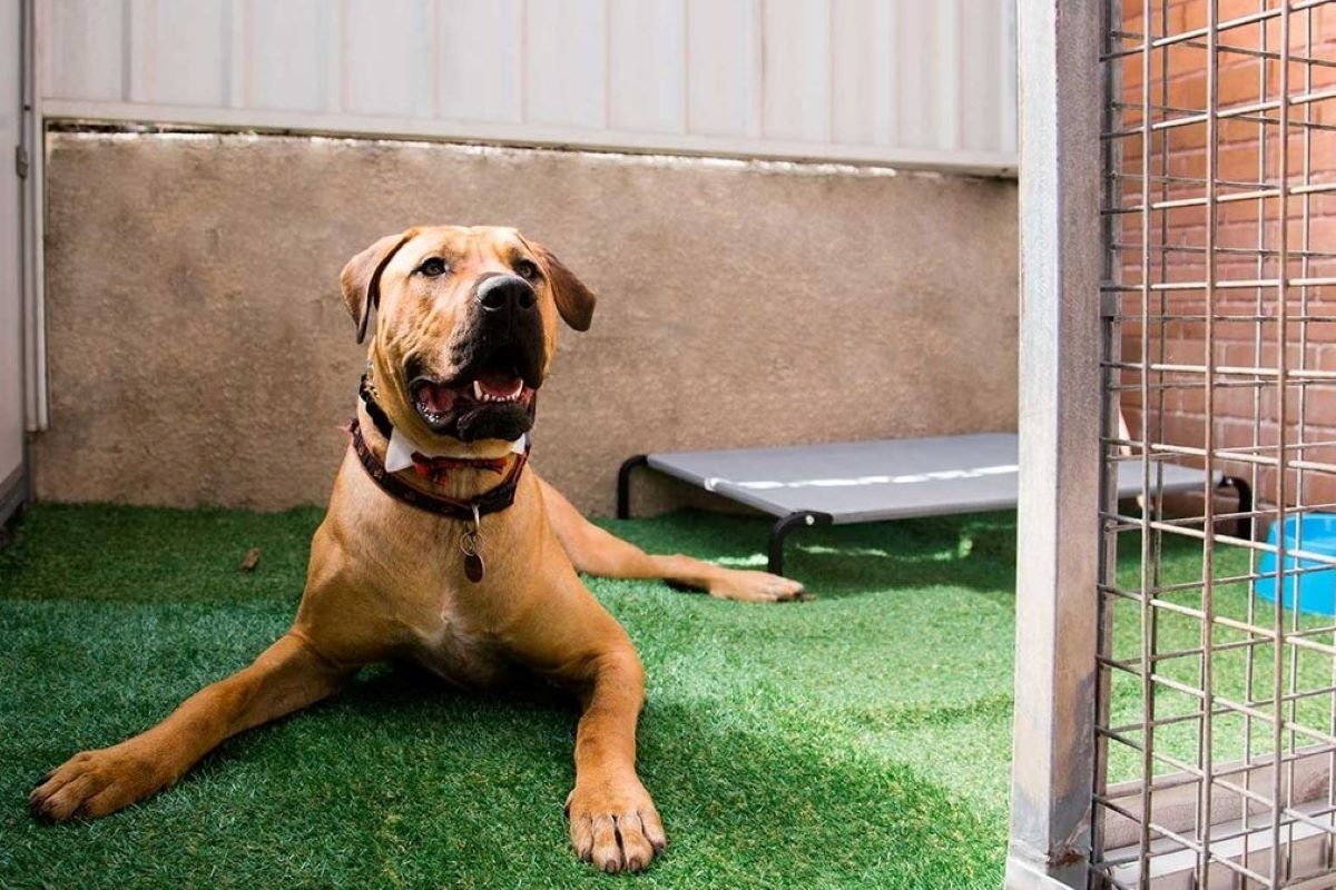 cane si rilassa in giardino