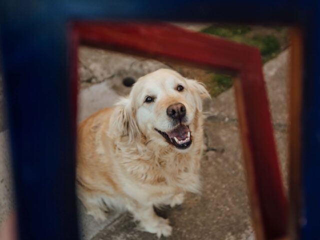 Cane in pensione: cosa dicono le leggi?