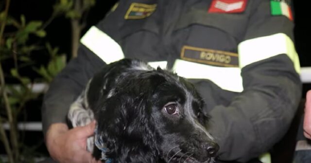 Cucciolo di cane cade nel Po e viene salvato appena in tempo da un pescatore, il video