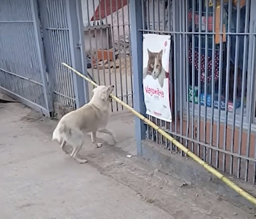 oki cucciolo labrador bambù cancello