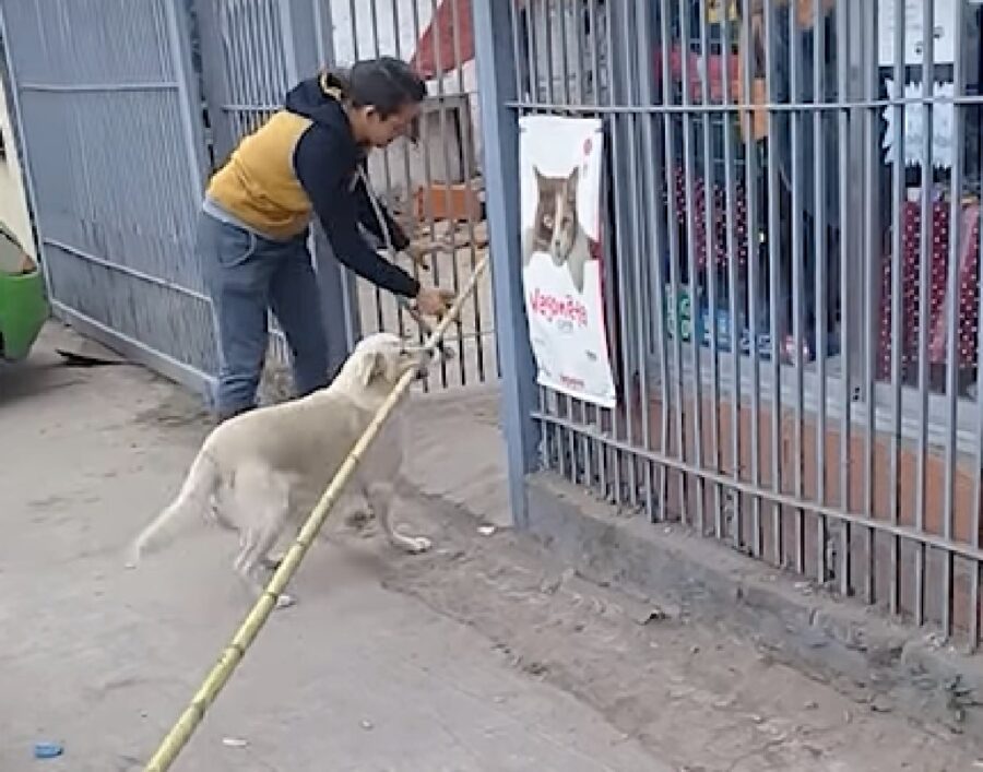 oki cucciolo labrador sfida impossibile