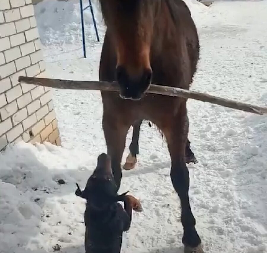 malysh cucciolo pinscher bazor cavallo