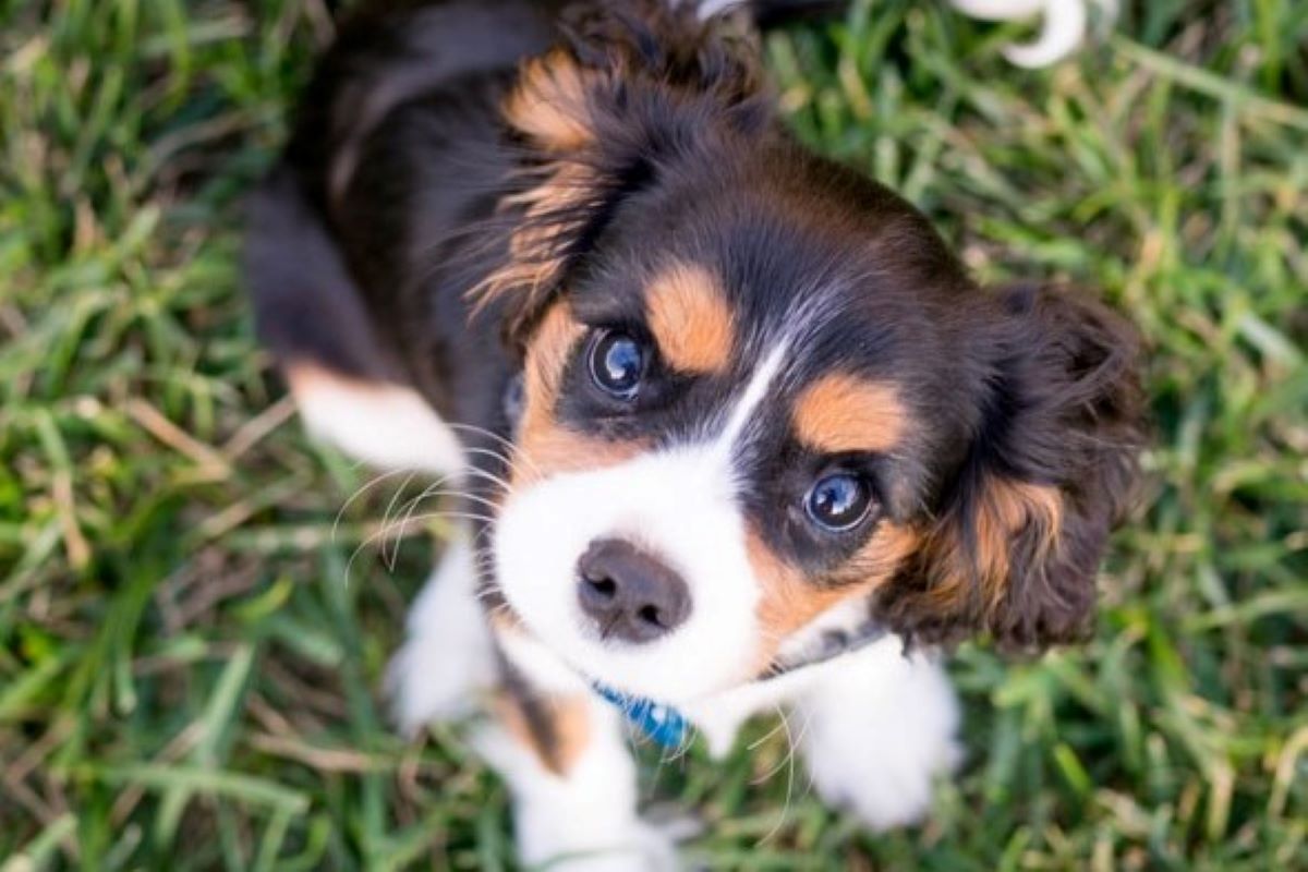 cucciolo di cane fissa l'obiettivo 