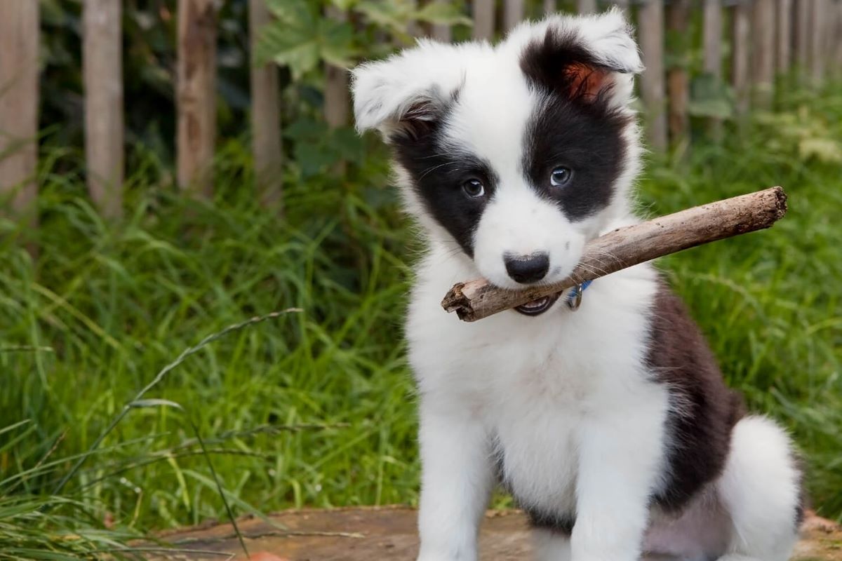 vendita del cane 