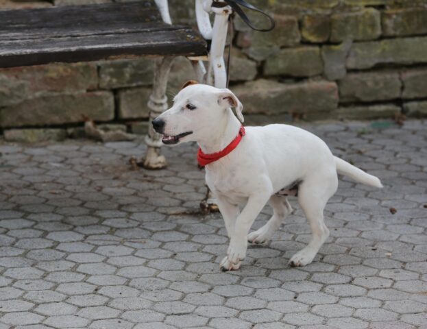 Vendita del cane: che cosa dicono le leggi?