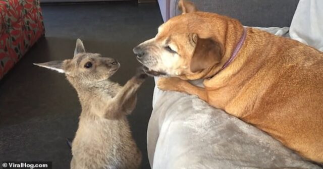 Un piccolo canguro gioca con con Zarla, una cucciola di cane (VIDEO)
