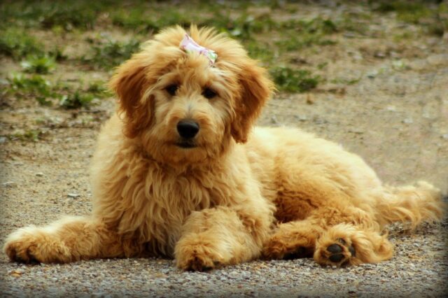 10 sorprendenti fatti sui Goldendoodle che probabilmente non conoscevi