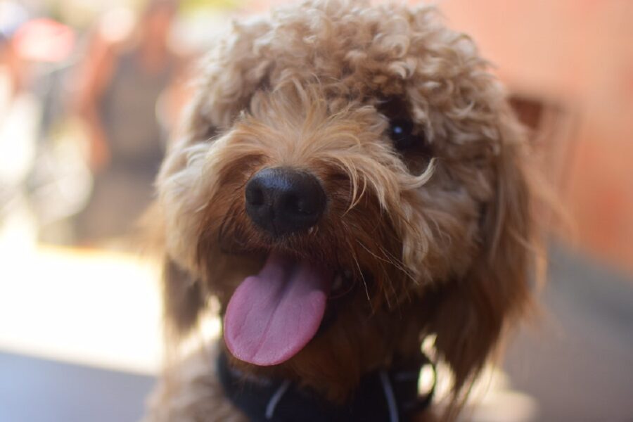 cane felice sorriso