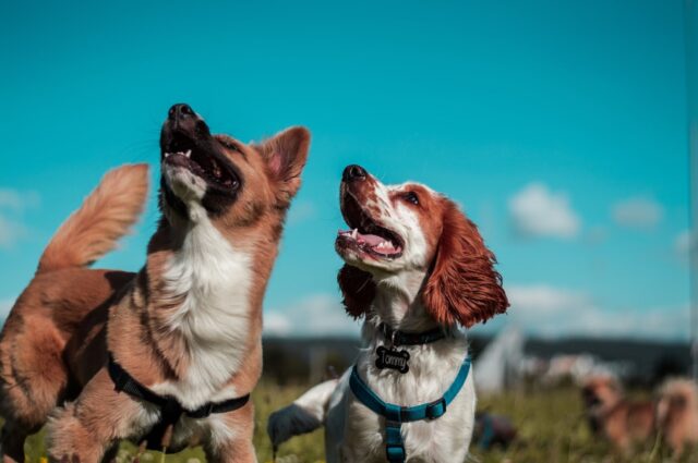 3 cose fondamentali da fare prima di adottare un cane