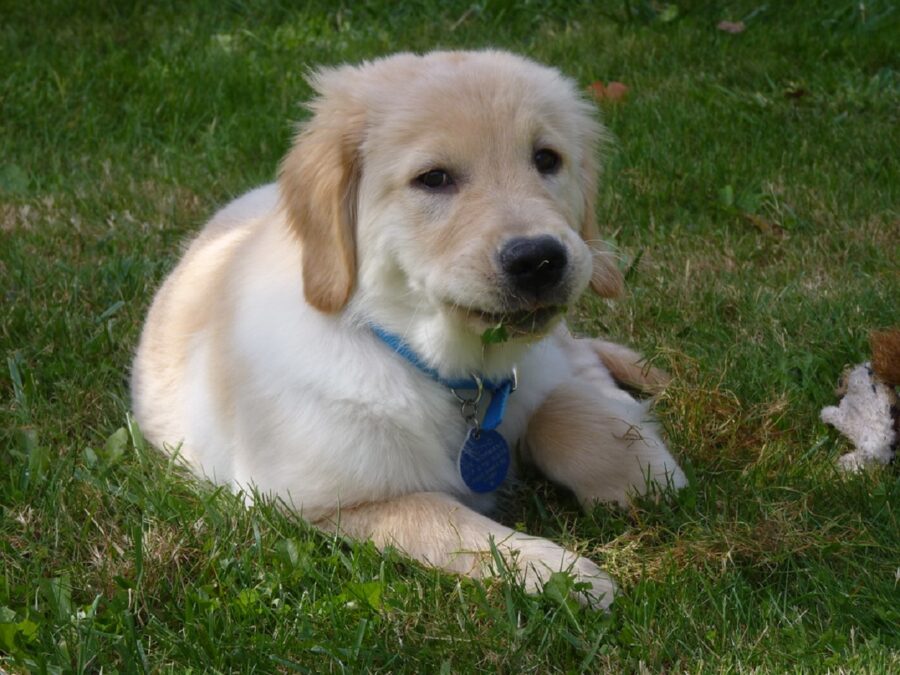 cuccioletto golden retriever