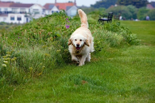 3 principali (e naturali) motivi per cui i cani mangiano l’erba