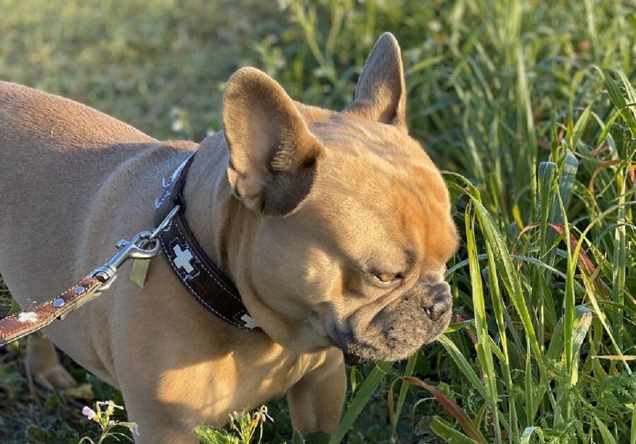 cagnolino bulldog francese