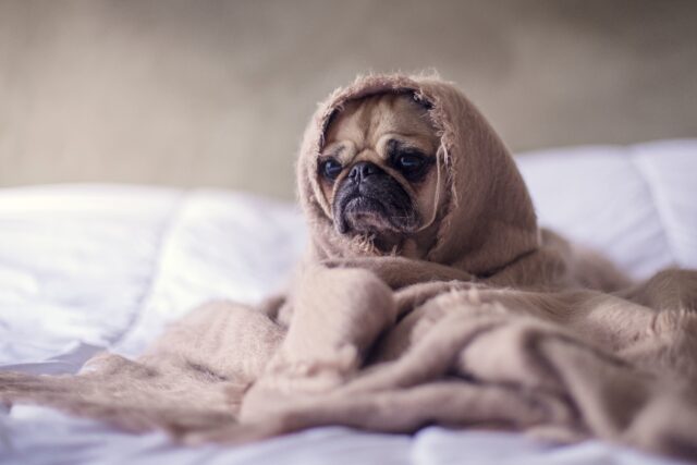 3 principali ragioni per cui il cane non dorme la notte