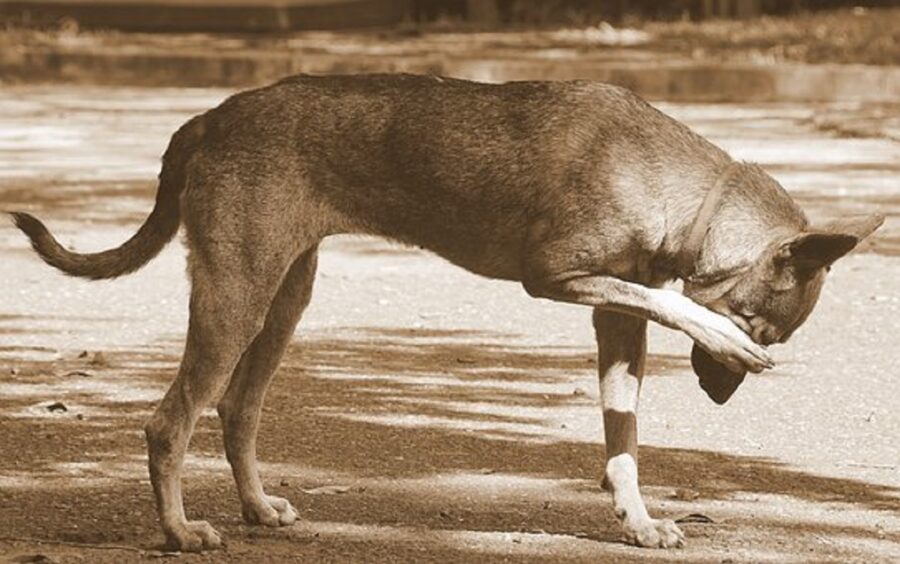 cane occhio pizzica