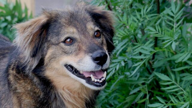 4 metodi più efficaci per prevenire la tigna nel cane