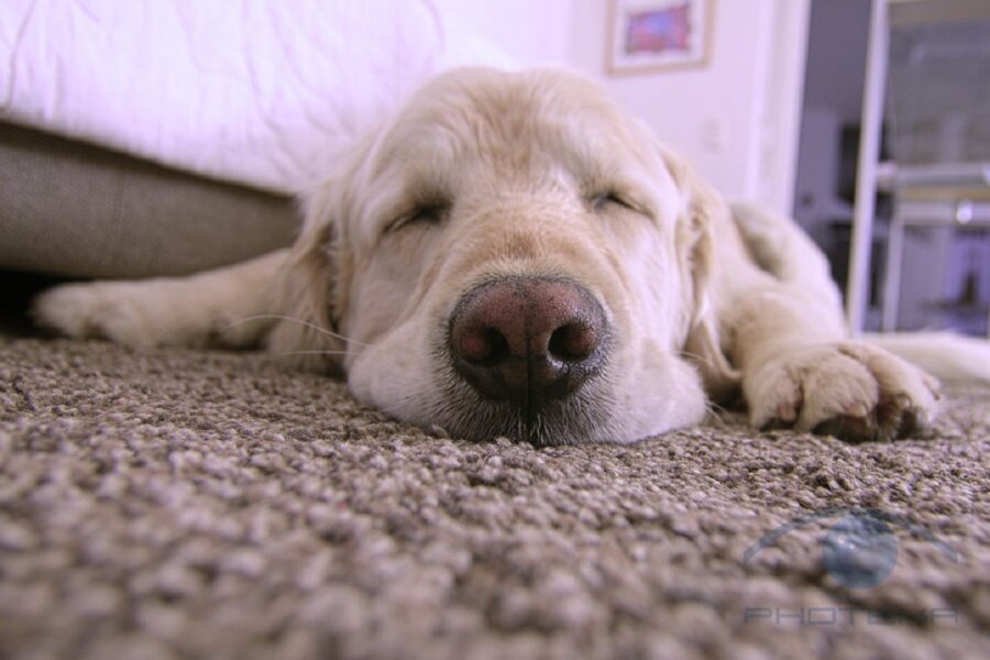 cucciolo riposa tappeto