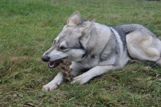 4 ragioni per cui i cani provano a mangiare le rocce