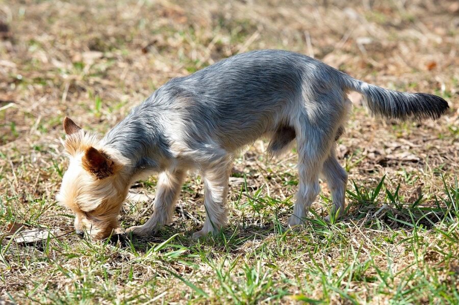 cane annusa prato