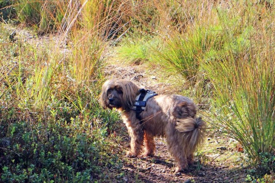 cane peloso passeggiata