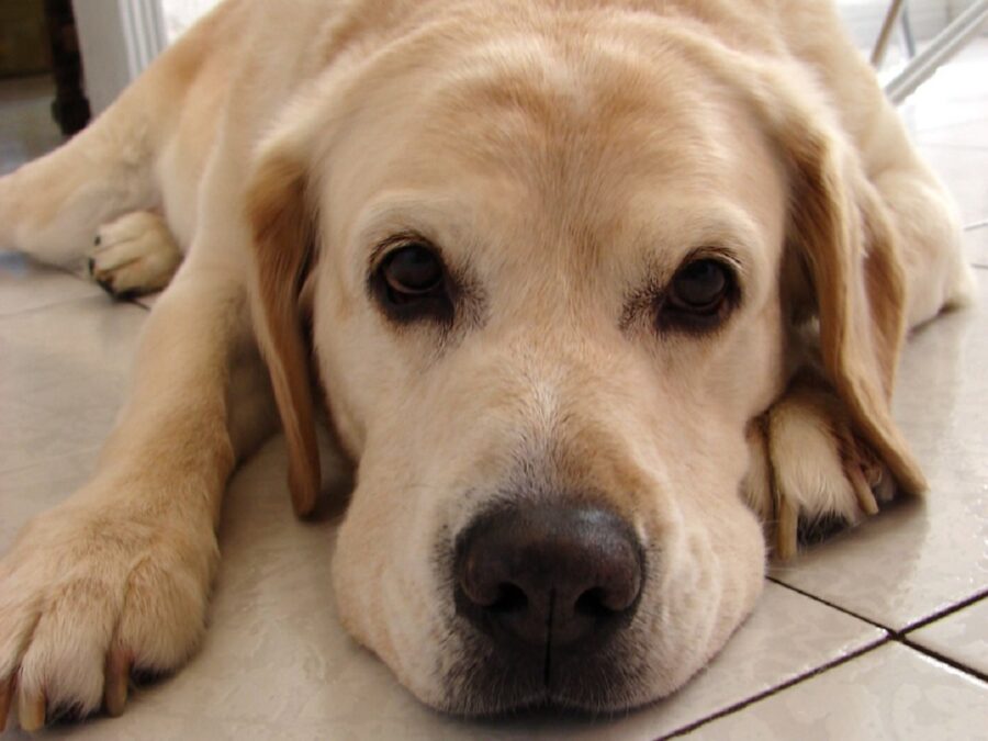 cane pavimento guarda