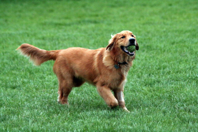 4 trucchi da conoscere per determinare l’età del cane