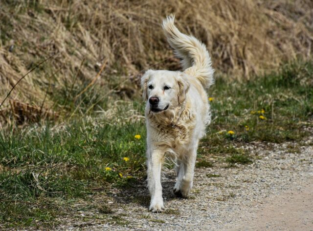 5 cose responsabili della perdita di pelo nel cane a cui fare molta attenzione