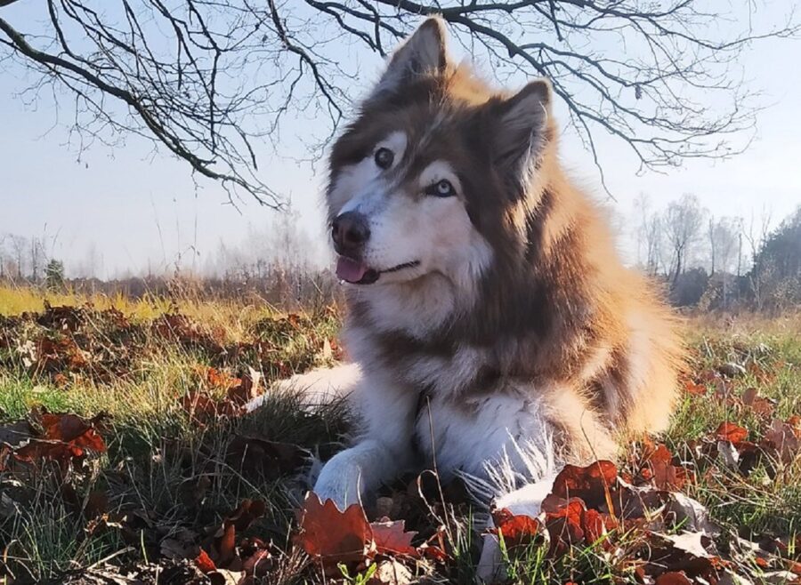 husky dolce cane