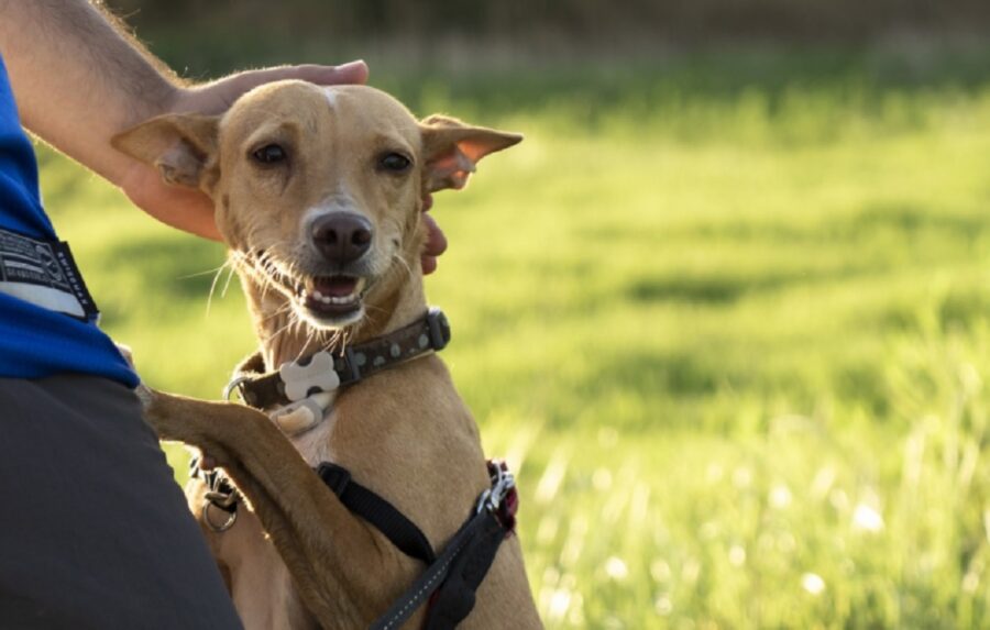 cane spasso pettorina