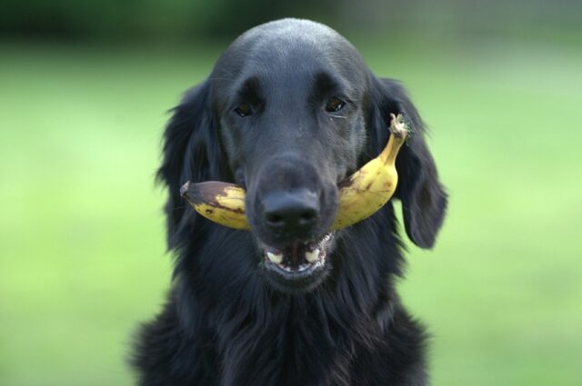 5 frutti più salutari che il tuo cane può mangiare tranquillamente