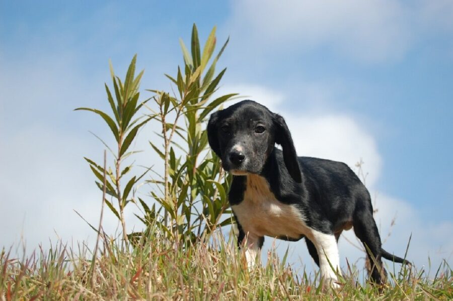 cane erba natura