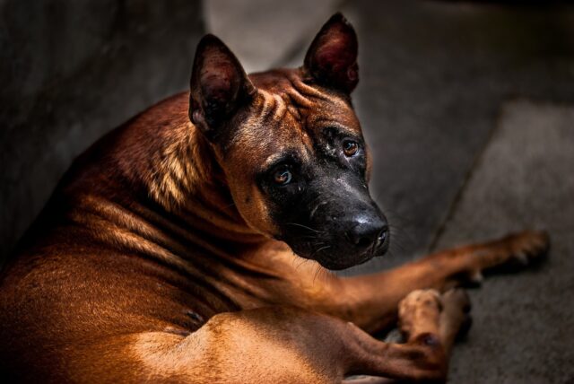 5 modi per riuscire a calmare il cane durante un temporale