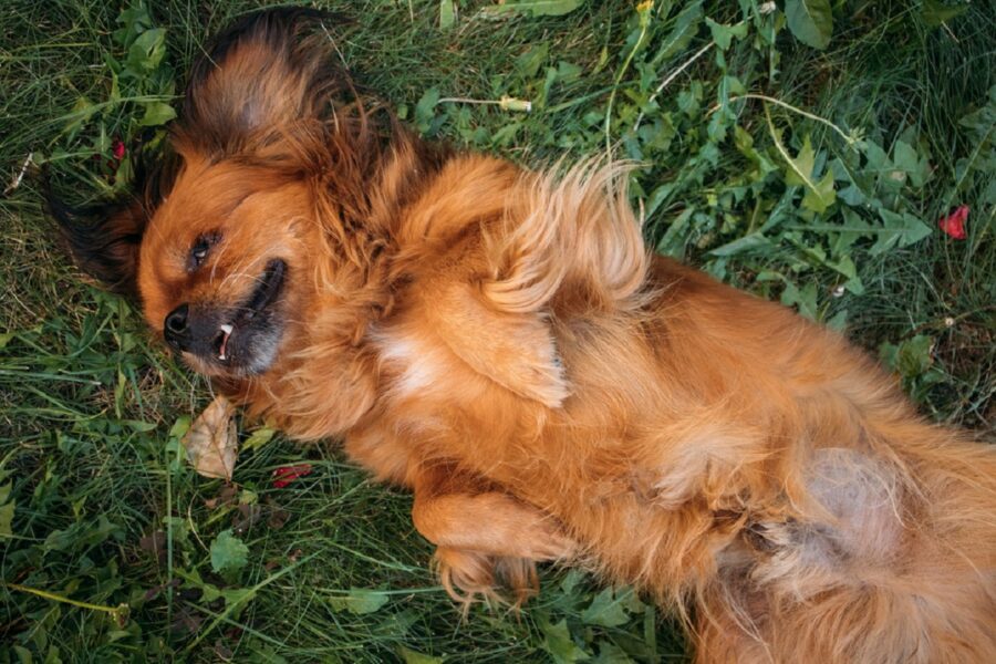 erba cucciolo peloso