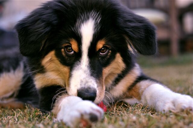 5 segreti per garantire sempre la felicità del cane in casa