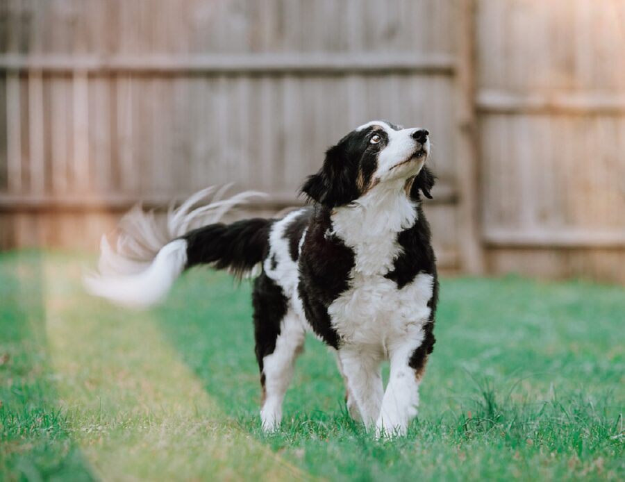 cane felice scodinzola