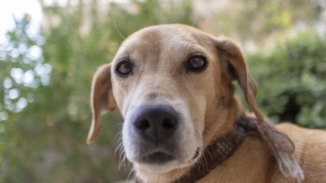 5 principali ragioni per cui il tuo cane ha la pelle secca