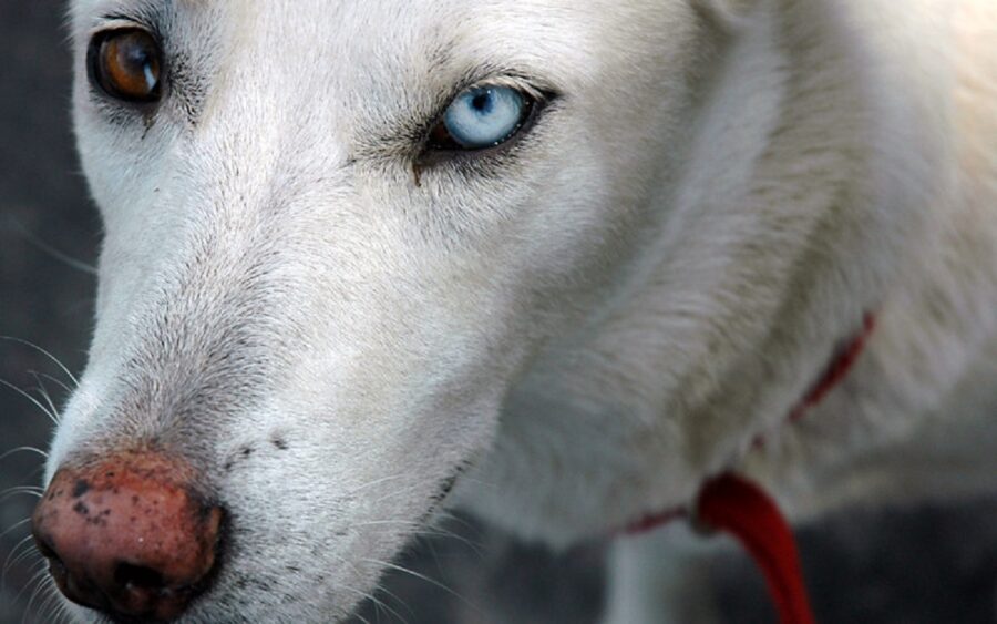 cane bianco sguardo