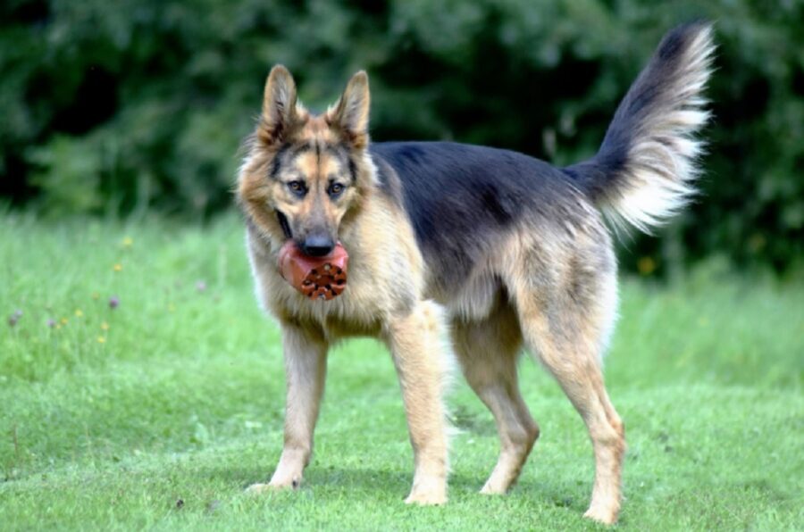 dolce stupendo cane