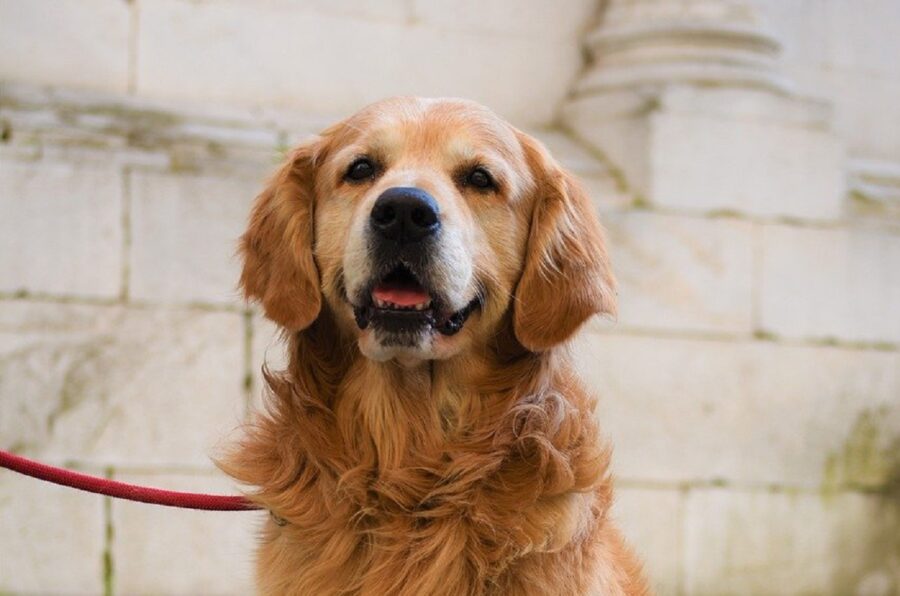 felice golden retriever