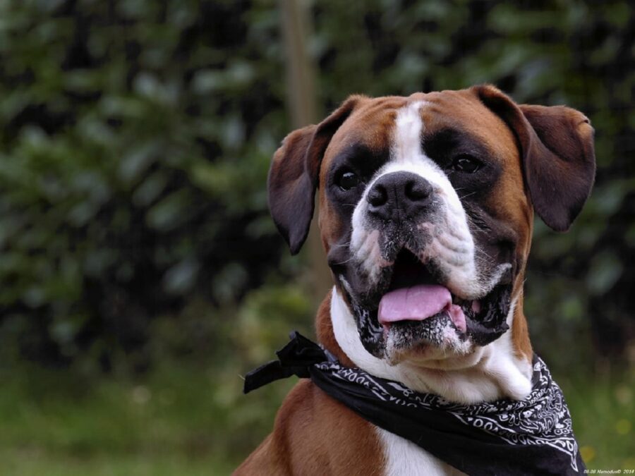 boxer cane splendido