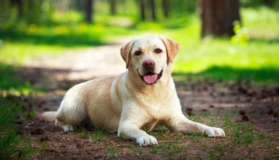 labrador cane seduto